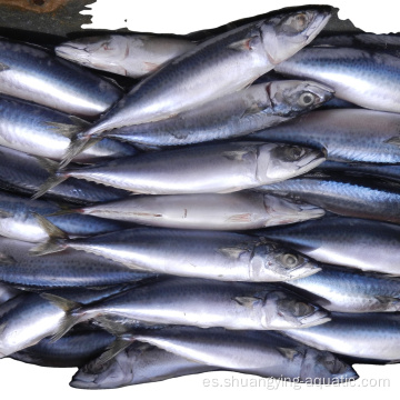 Pescados chinos congelados entera de caballa redonda